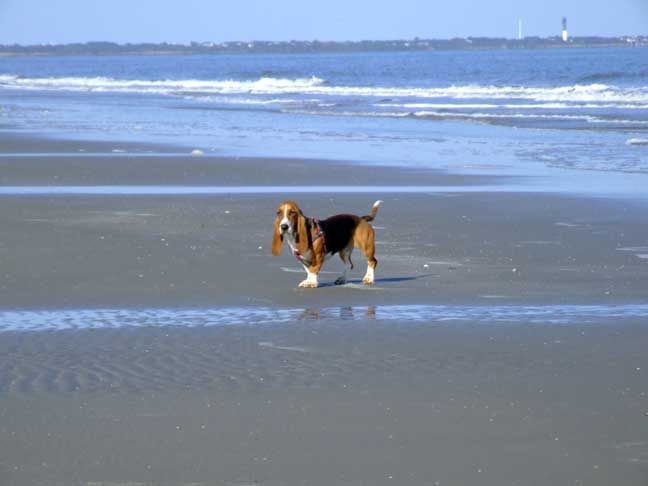 Dog and Pet Friendly FOlly Beach Rental