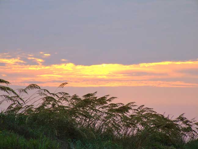 Sea oats and dune Grass in sunset