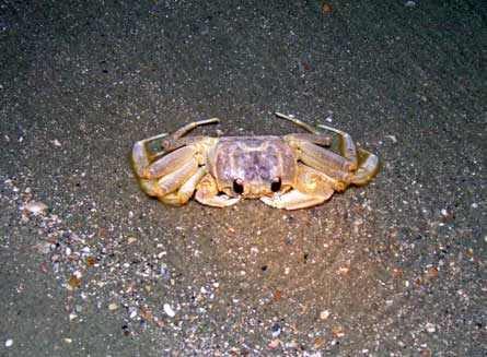 Ghost Crab in tidal pool Folly Beach