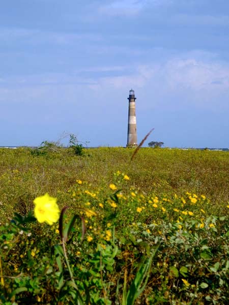 FLowers on Morris Island Lighthouse