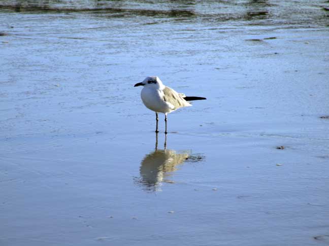 Lone Seagull at Folly Beach