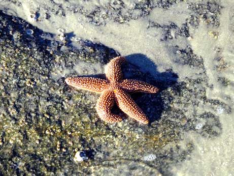 Starfish on the Jetty