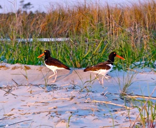 Folly Beach Birdwatching