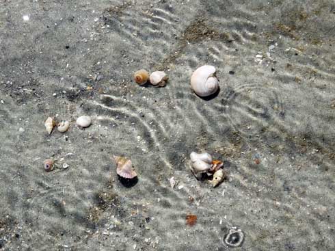 Hermit crabs in the tidal pools